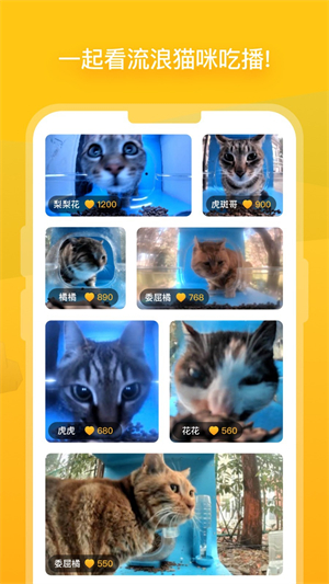 街猫2