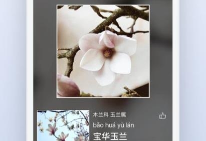 花伴侣植物识别app最新版