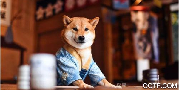 宠物动漫相机app安卓版 宠物动漫相机app安卓版