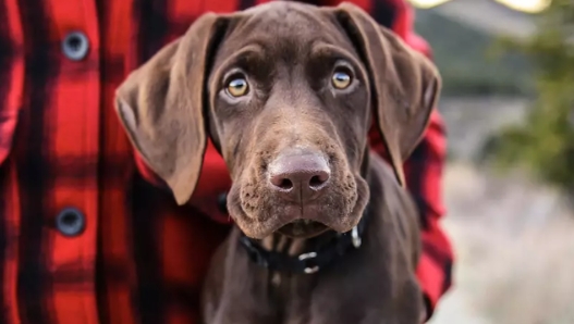 Adobe Lightroom手机版