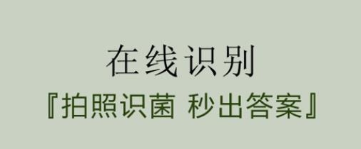 菌窝子蘑菇识别扫一扫软件