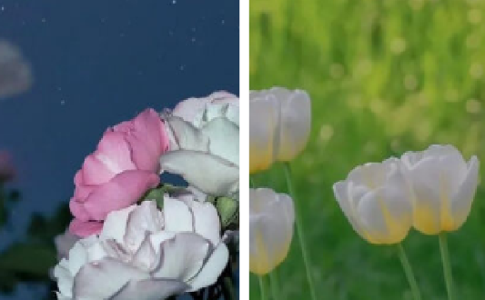 桃子壁纸手机壁纸高清app