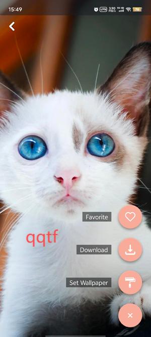 猫咪壁纸4K最新版