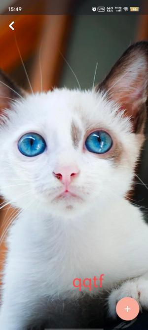 猫咪壁纸4K最新版