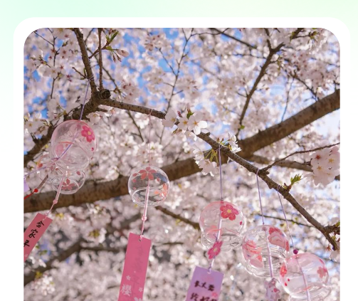 荷花壁纸高清图片唯美手机壁纸app