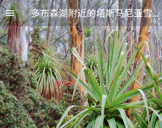 Starth必应壁纸手机版 Starth必应壁纸手机版