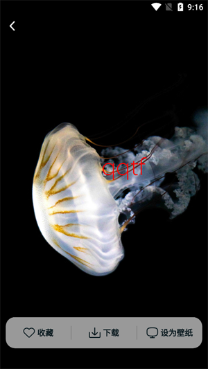 跃动壁纸app最新版