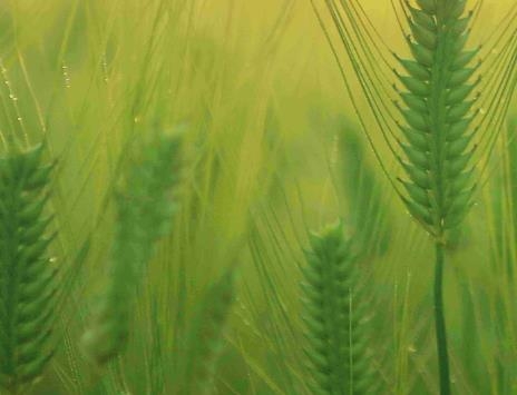 家庭农场随手记账软件