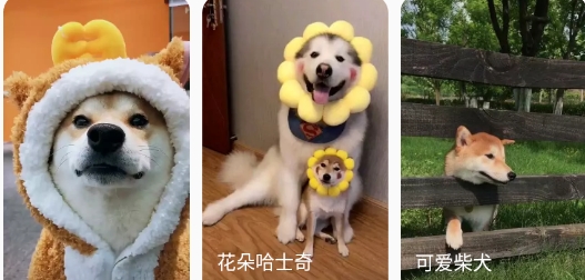 图图乐app官方版