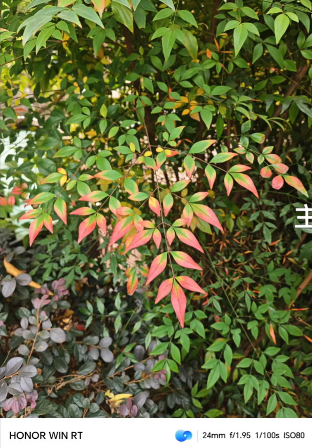 荣耀相机app官方版3