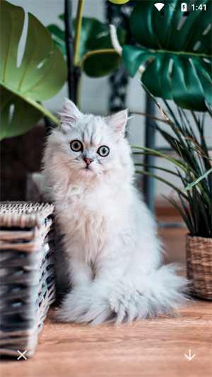 唯美桌面壁纸大全app最新版 唯美桌面壁纸大全app最新版