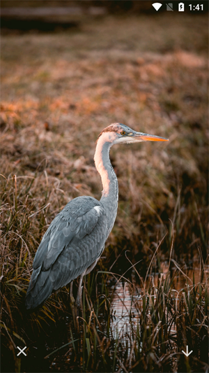 唯美桌面壁纸大全app最新版 唯美桌面壁纸大全app最新版