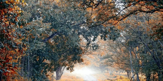 半糖壁纸app官方版