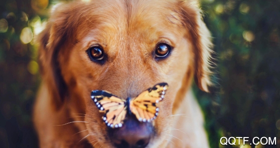 萌动壁纸app手机版 萌动壁纸app手机版